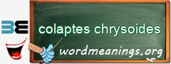 WordMeaning blackboard for colaptes chrysoides